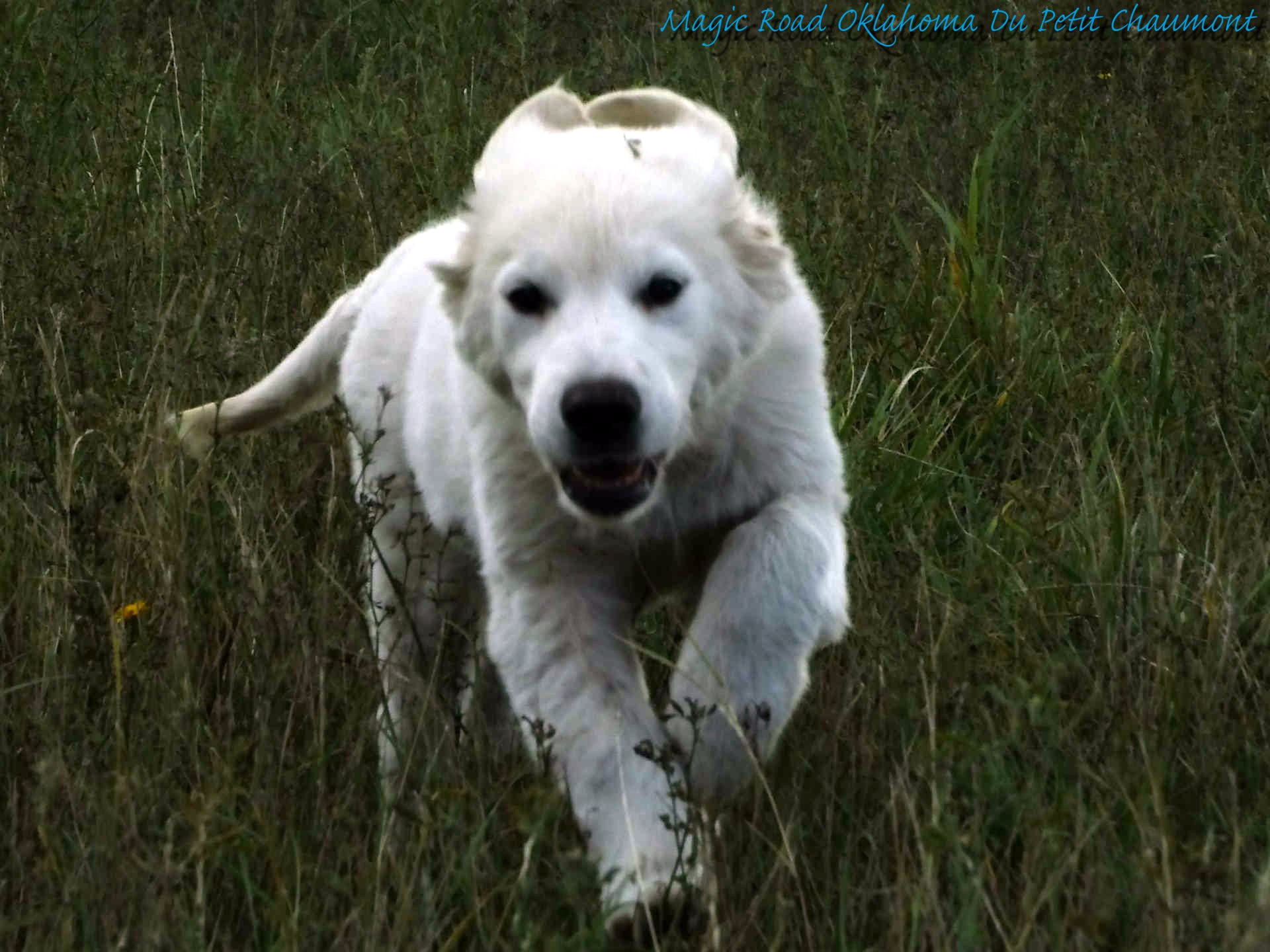 Golden retriever